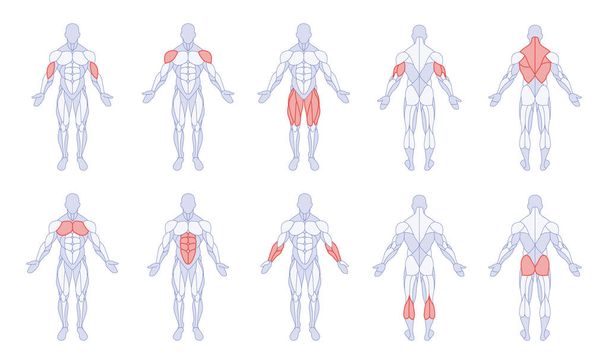 Мужская анатомия с тренировочной фигурой частей тела, стоящей спереди и сзади - Вектор,изображение