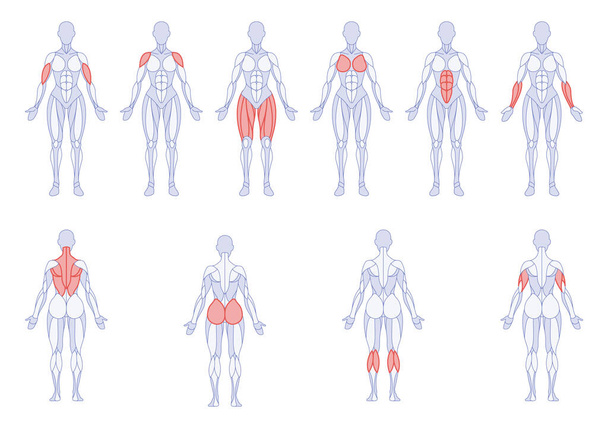 Anatomie féminine avec des parties du corps d'entraînement figure debout devant et derrière - Vecteur, image
