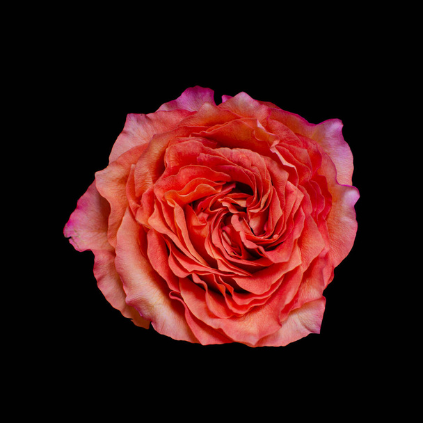 Cut out flower on isolated black background - Foto, Imagem