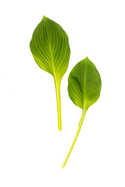 Hosta leaves isolated on white in the form of a frame. Space for text. Copy space - Foto, Bild