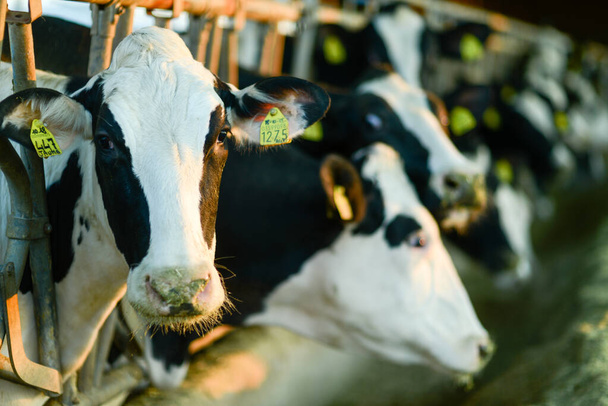 REGGIO EMILIA, ITALY - Jan 14, 2021: A closeup of a farm in Reggio Emilia, Italy full of Holstein Friesian cows with tags on their ears - Foto, immagini
