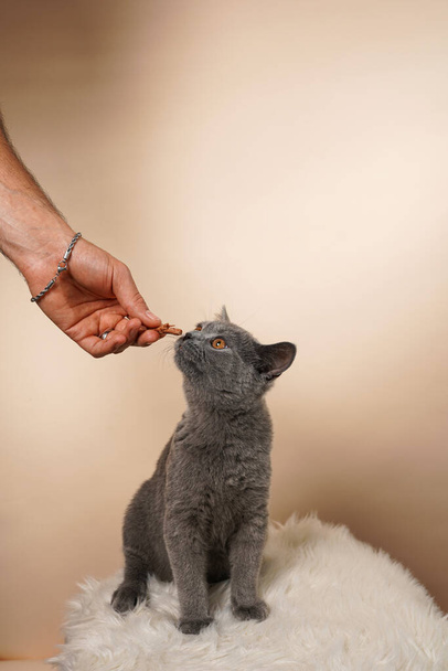 Male han feeding young british short-hair cat - a grey kitten on a white faux fur surface on a beige background - Φωτογραφία, εικόνα