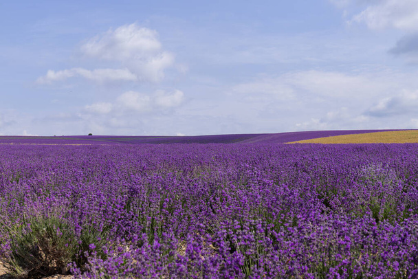 Beaux champs de lavande par une journée ensoleillée. fleurs parfumées lavande floraison.  - Photo, image