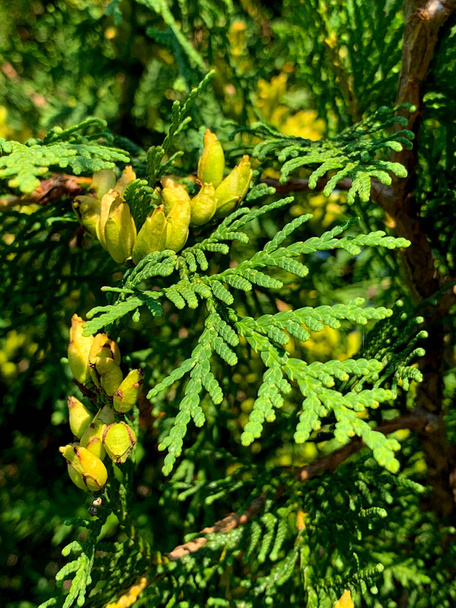 Thuja occidentalis, noordelijke witte ceder, oostelijke witte ceder, arborvitae. Thuja westelijke kegels close-up. Zaden close up. - Foto, afbeelding