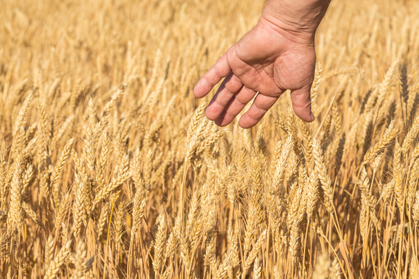 Ripe golden wheat ears in her hand - Photo, Image