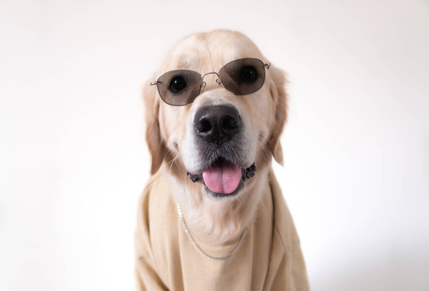 Egy nagy kutya bézs pulóverben és napszemüvegben fehér háttéren ül. Golden Retriever rapper ruhában - Fotó, kép