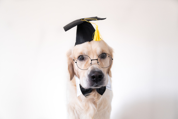 A dog in a graduate costume. A golden retriever in a black graduation hat and glasses sits on a white background with a place for the text. College or university graduation concept. A funny pet. - Фото, изображение