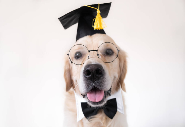 Pies w kostiumie absolwenta. golden retriever w czarnym kapeluszu i okularach znajduje się na białym tle z miejscem na tekst. Koncepcja ukończenia studiów lub uczelni. Zabawny zwierzak.. - Zdjęcie, obraz