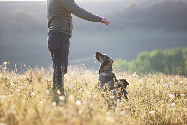 Man teaching and training his dogs outdoor in summer sunset. - 写真・画像