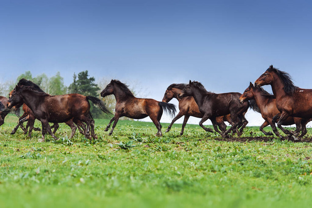 Стадо коней стрибає в поле на тлі блакитного неба
 - Фото, зображення