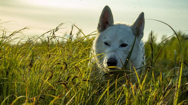 retrato de un perro doméstico blanco escondido en la hierba - Foto, imagen