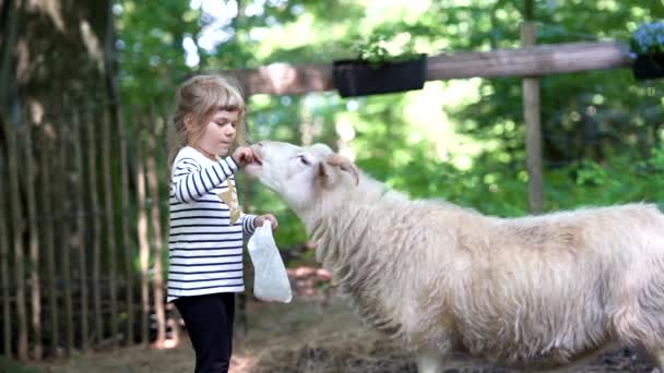 Adorable cute preschool girl feeding little wild goats in a wild animal forest park. Happy child petting animals on summer day. Excited and happy girl on family weekend, children activity in summer. - Footage, Video
