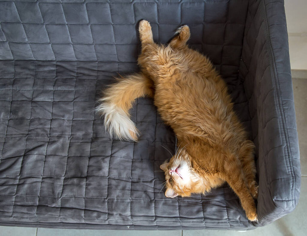 Lustige rote Fettkatze liegt auf dem Sofa. - Foto, Bild