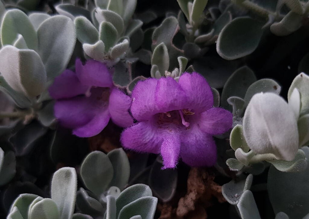 Leucophyllum arbusto es una planta ornamental popular en regiones con un clima cálido y seco también llamado la salvia de Texas - Foto, Imagen