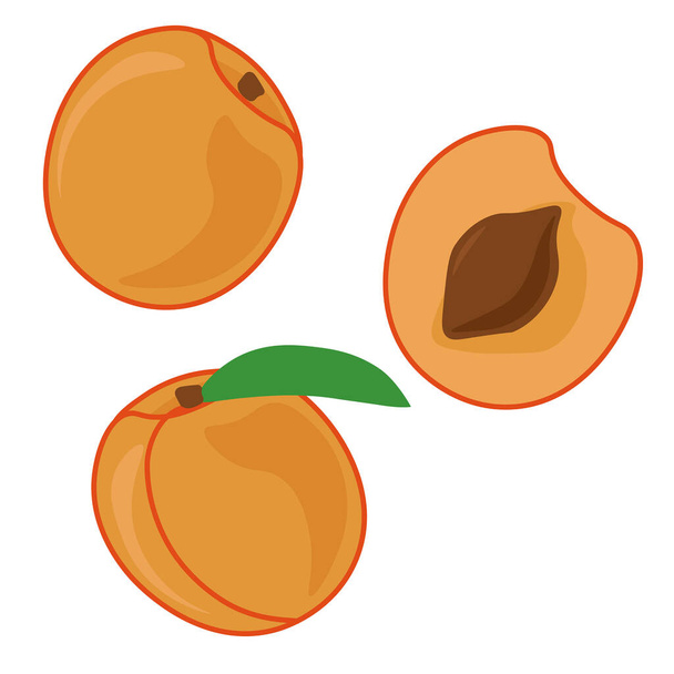 Apricot, whole and half, a juicy orange fruit with a hard bone vector illustration - Vektör, Görsel