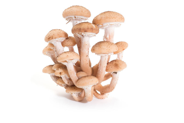 Медовий гриб лісові гриби ізольовані на білому тлі. Армілларія Меллеа
. - Фото, зображення