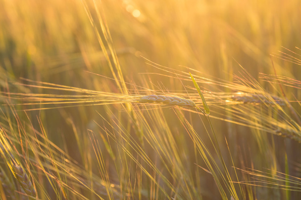 Close up of a wheat field - Foto, Imagem