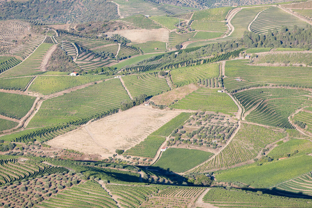 Вид с воздуха на виноградники с террасой на романтический закат в долине Дору, недалеко от деревни Пиньяо. Концепция путешествия по Португалии и самым красивым местам Португалии - Фото, изображение