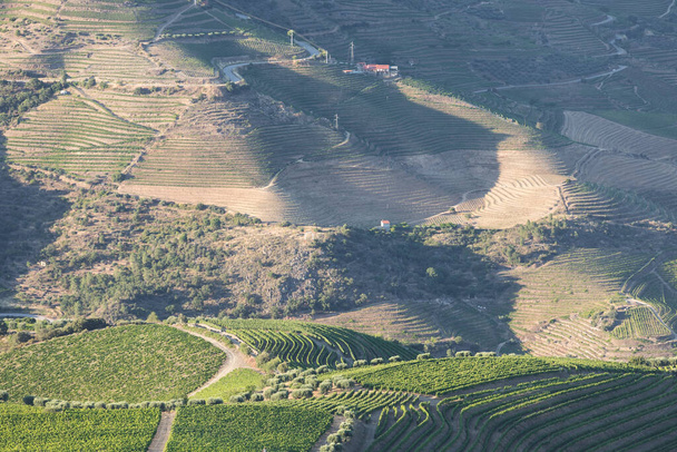 Aerial view of the terraced vineyards in romantic sunset in the Douro Valley near the village of Pinhao. Concept for travel in Portugal and most beautiful places in Portugal Port wine wine farm Unesco - Fotó, kép