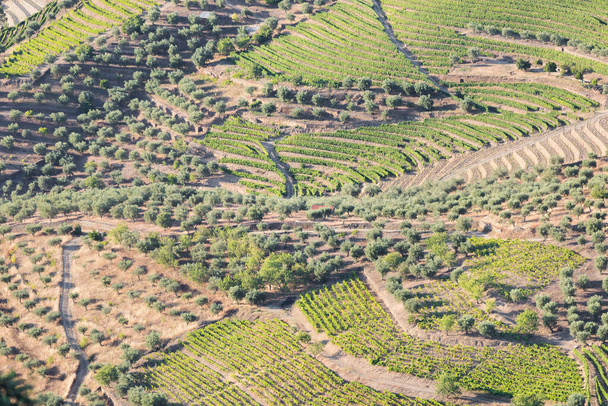 Légi kilátás a teraszos szőlőültetvények romantikus naplementében a Douro völgyben, közel a falu Pinhao. Az utazás koncepciója Portugáliában és Portugália legszebb helyein Port bor farm Unesco - Fotó, kép