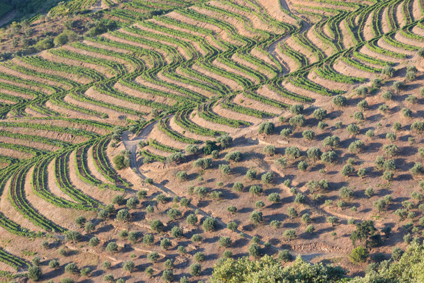 Légi kilátás a teraszos szőlőültetvények romantikus naplementében a Douro völgyben, közel a falu Pinhao. Az utazás koncepciója Portugáliában és Portugália legszebb helyein Port bor farm Unesco - Fotó, kép