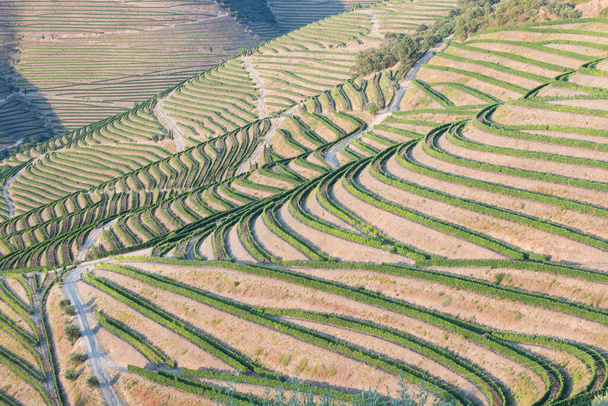 Aerial view of the terraced vineyards in romantic sunset in the Douro Valley near the village of Pinhao. Concept for travel in Portugal and most beautiful places in Portugal Port wine wine farm Unesco - Photo, Image