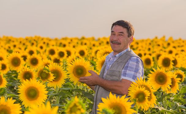 Farmer looking at sunflower - Foto, Bild