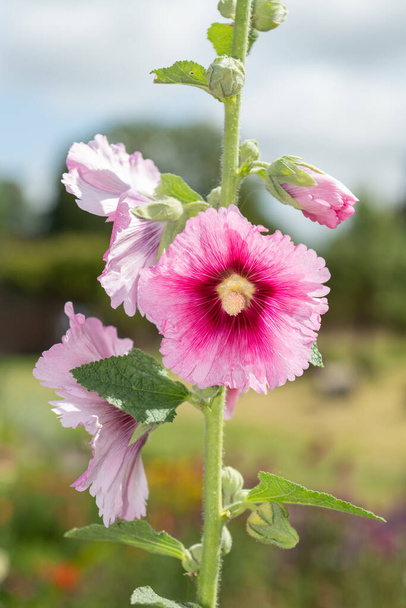 Close up of a pink common hollyhock (alcea rosea) flower in bloom - Photo, Image