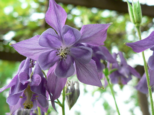 Vistas de las flores de Columbine de cerca - Foto, imagen