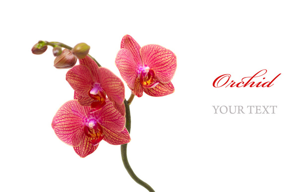 piros orchidea - Fotó, kép