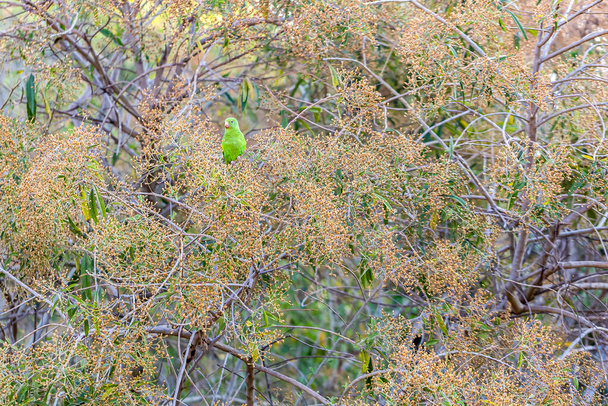 A parrot hidden among the leaves of a large tree. Also know as Plain Parakeet. Species Brotogeris tyrica. Mimicry. Birdwatching. - Photo, Image