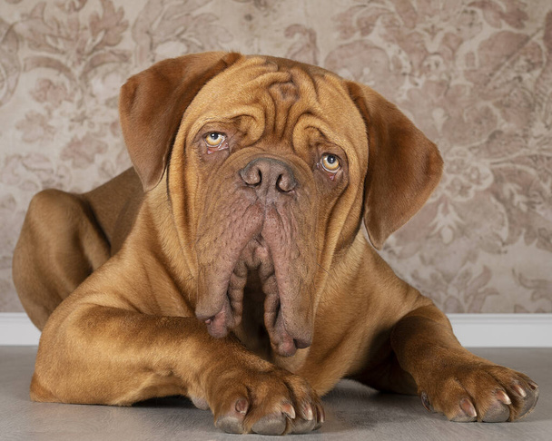 Yetişkin bir Dogue de Bordeaux köpeğinin portresi yere uzanmış kameraya tuhaf bir şekilde bakıyor. - Fotoğraf, Görsel