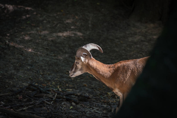 Dağ keçisinin portresi. Büyük boynuzlu Mouflon.. - Fotoğraf, Görsel