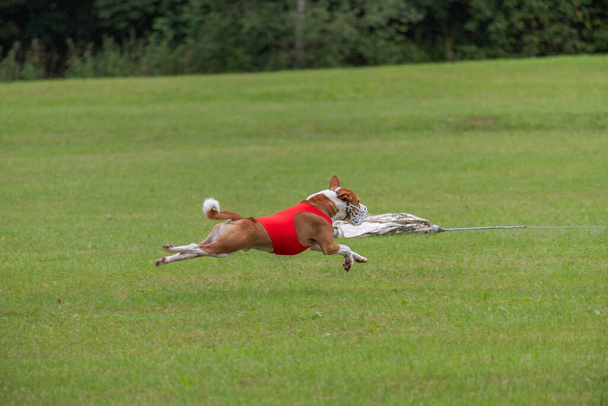 basenji dog lifted off the ground during the dog race competition - Photo, Image