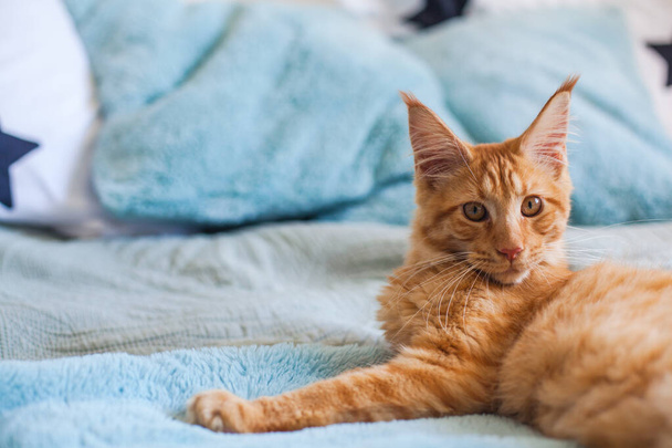 Muotokuva utelias 6 kuukautta vanha punainen Maine Pesukarhu kissa. - Valokuva, kuva