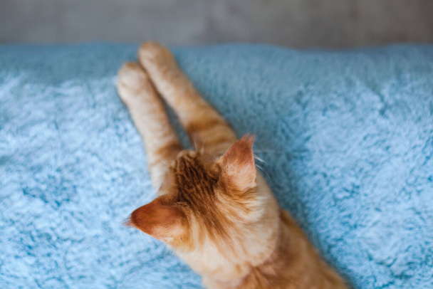 Portrait d'un curieux chat Maine Coon rouge de 6 mois. - Photo, image