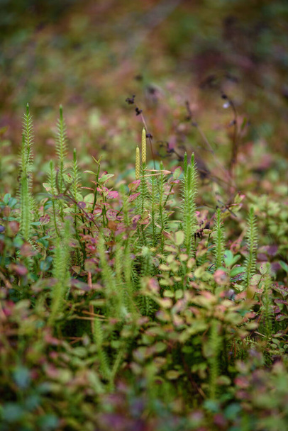 Plants in the taiga forest in a swampy area. Lycopodium close-up. - Photo, Image