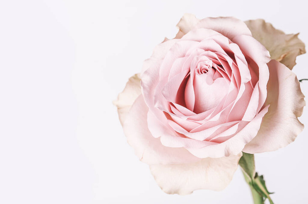gently pink rose. Romantic pastel floral card - Фото, зображення