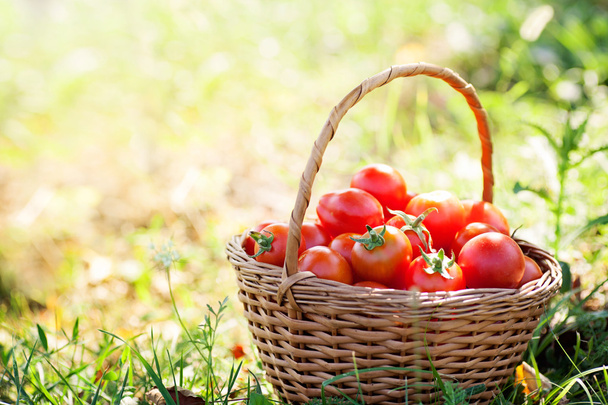 Freshly harvested tomatoes - Zdjęcie, obraz