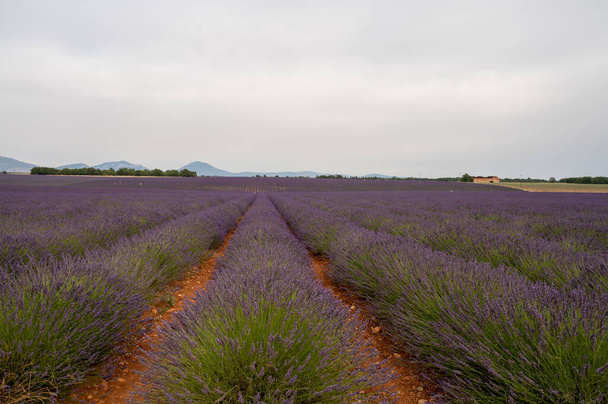 Touristisches Ziel in Südfrankreich, farbenfrohe Lavendel- und Lavendelfelder in voller Blüte im Juli auf dem Plateau Valensole, Provence. - Foto, Bild