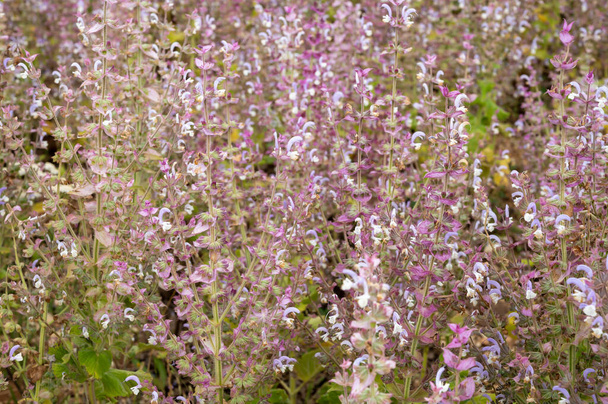 Aromaattisen lääkekasvien lehtisalaatin tai Salvia scarlean viljely, jota käytetään perfurmerian teollisuudessa Valensolen tasangolla Provencessa Ranskassa kesällä - Valokuva, kuva