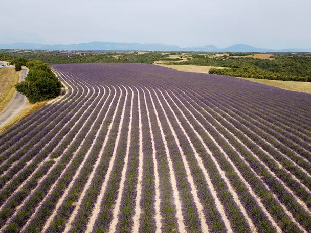 Destinazione turistica nel sud della Francia, veduta aerea su colorati campi aromatici di lavanda e lavandino in fiore a luglio sull'altopiano Valensole, Provenza. - Foto, immagini