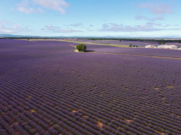 Destination touristique dans le sud de la France, vue aérienne sur les champs colorés de lavande aromatique et de lavandin en fleurs en juillet sur le plateau Valensole, Provence. - Photo, image