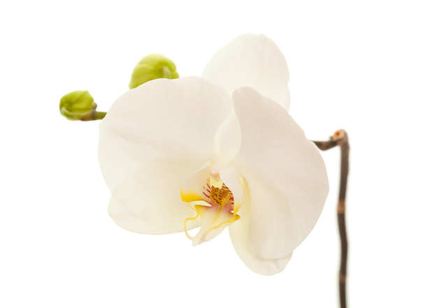 white orchid isolated on white - Foto, Imagem