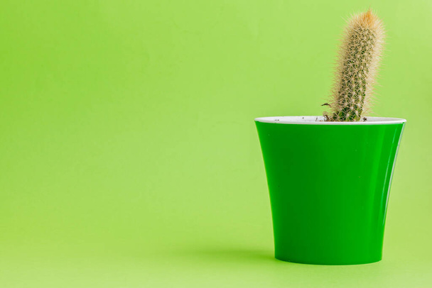 Tropical green cactus on green background. - Foto, imagen