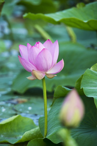 Summer blooming lotus - Fotó, kép
