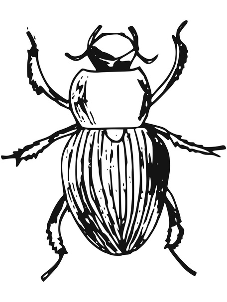 Beetle - Vector, Image