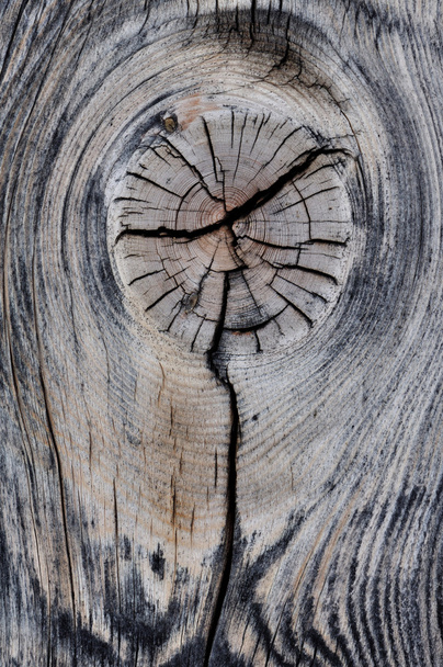 Вузол на шматку мертвого дерева
 - Фото, зображення