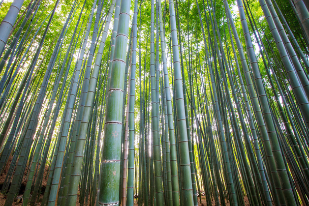 The bamboo forest of Kyoto, Japan - Photo, Image
