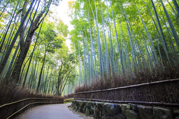 The bamboo forest of Kyoto, Japan - Photo, Image